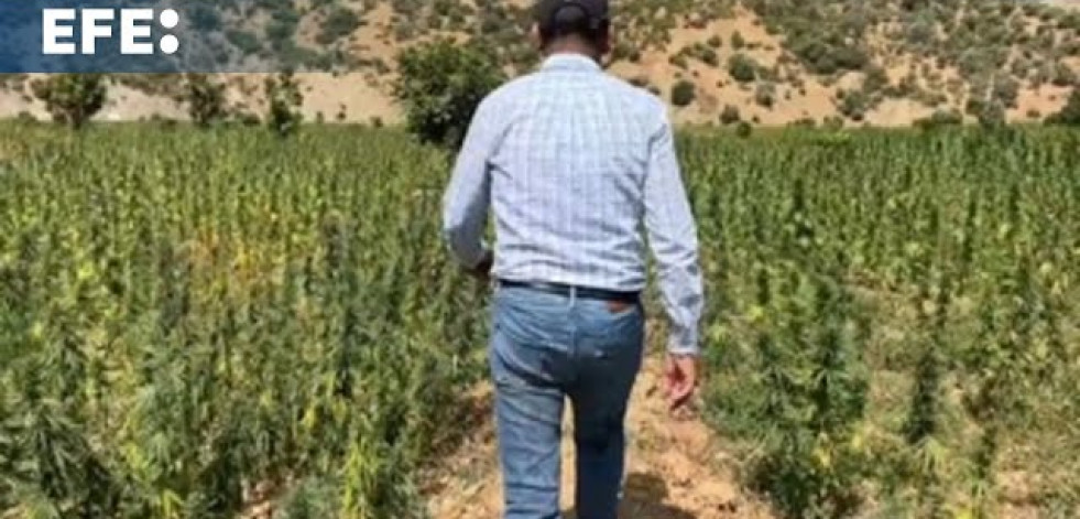 Los agricultores dejan de sembrar con miedo con la legalización del cannabis en Marruecos