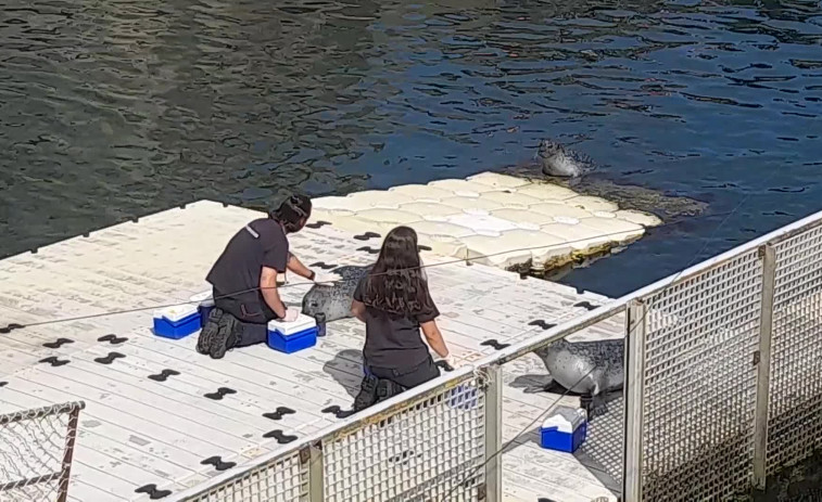 ¿Cuántos kilos de pescado comen al día las focas del Aquarium de A Coruña?