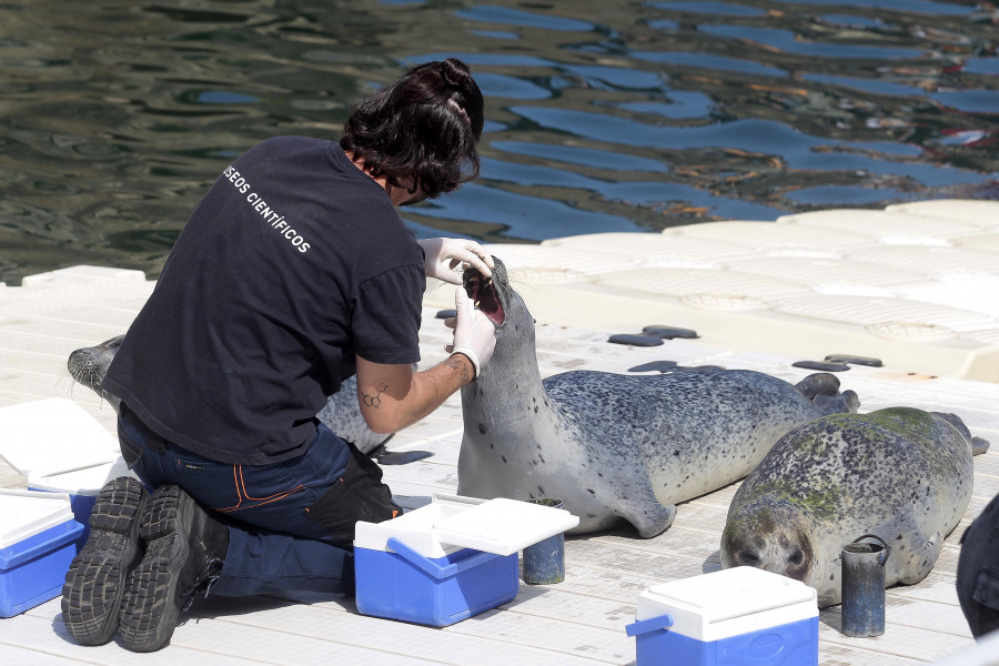 Las focas de A Coruña cuentan ya con su propio sanatorio