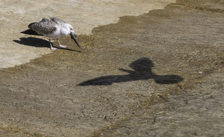 Una súper gaviota que se asienta en las Illas Atlánticas