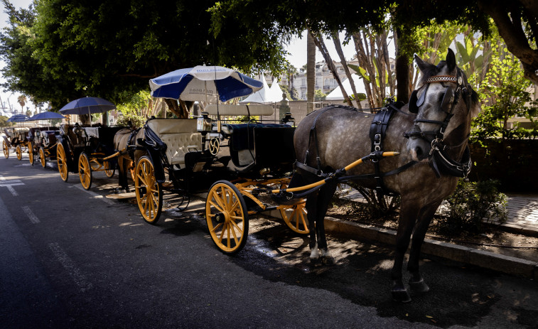 Los coches de caballos tienen los días contados en Málaga