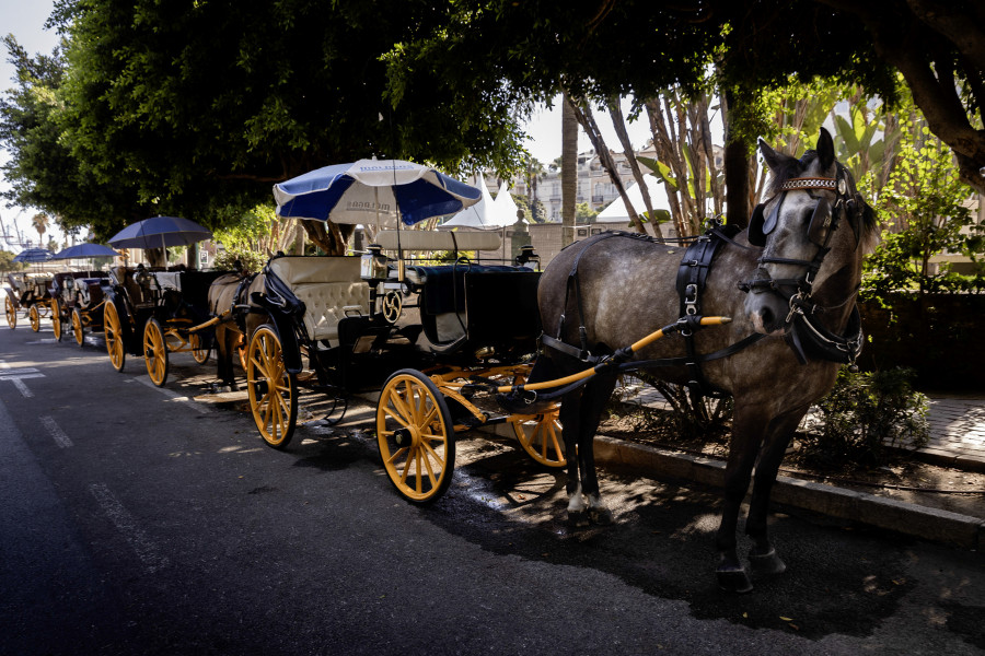 Los coches de caballos tienen los días contados en Málaga