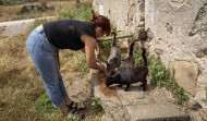 Advierten de un posible holocausto felino en A Coruña