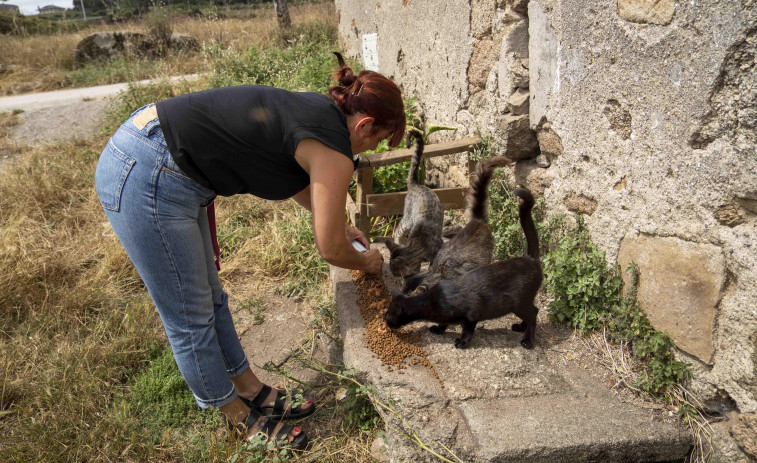 Advierten de un posible holocausto felino en A Coruña