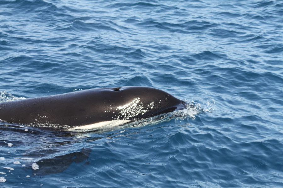 La costa gallega recibirá la visita de un grupo de orcas procedentes del norte de África