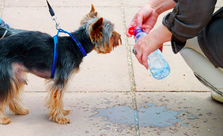 Cómo proteger a tu mascota durante las olas de calor y el verano