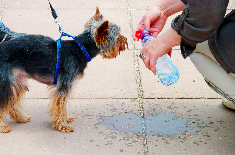 Cómo proteger a tu mascota durante las olas de calor y el verano