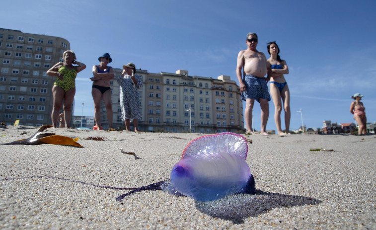 Aparecen más carabelas portuguesas en la playa de Riazor