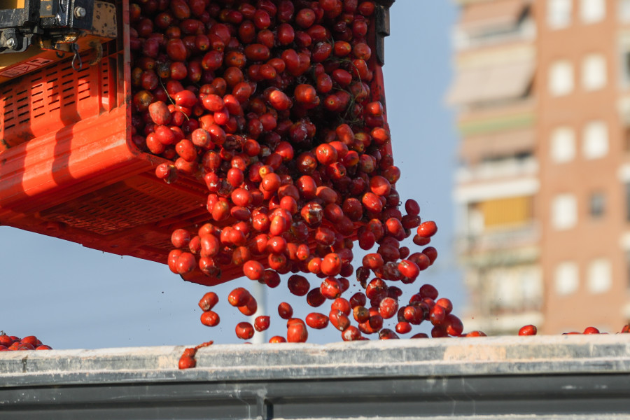 La Tomatina teñirá de rojo Buñol con una munición festiva de 120.000 kilos de tomate