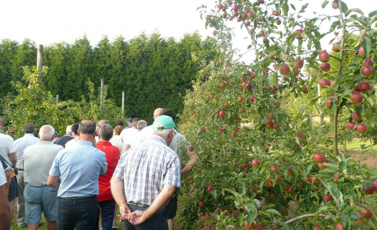 Abegondo celebra este mes un taller de injertos en árboles frutales