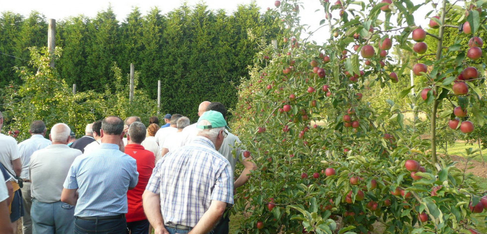 Abegondo celebra este mes un taller de injertos en árboles frutales