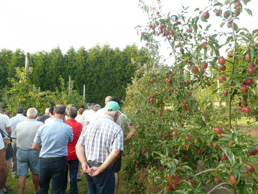 Abegondo celebra este mes un taller de injertos en árboles frutales