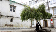 El árbol judío que acompaña a la sinagoga de A Coruña desde hace al menos un siglo