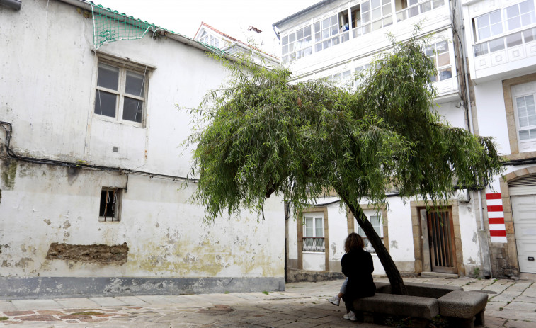 El árbol judío que acompaña a la sinagoga de A Coruña desde hace al menos un siglo