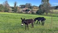 Un Cabárceno a pequeña escala: burros, corzos, cerdos celtas y caballos a un paso de A Coruña