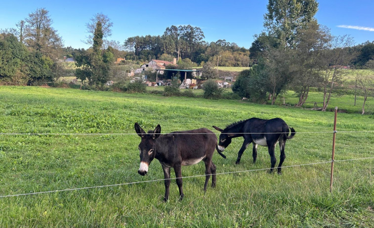 Un Cabárceno a pequeña escala: burros, corzos, cerdos celtas y caballos a un paso de A Coruña