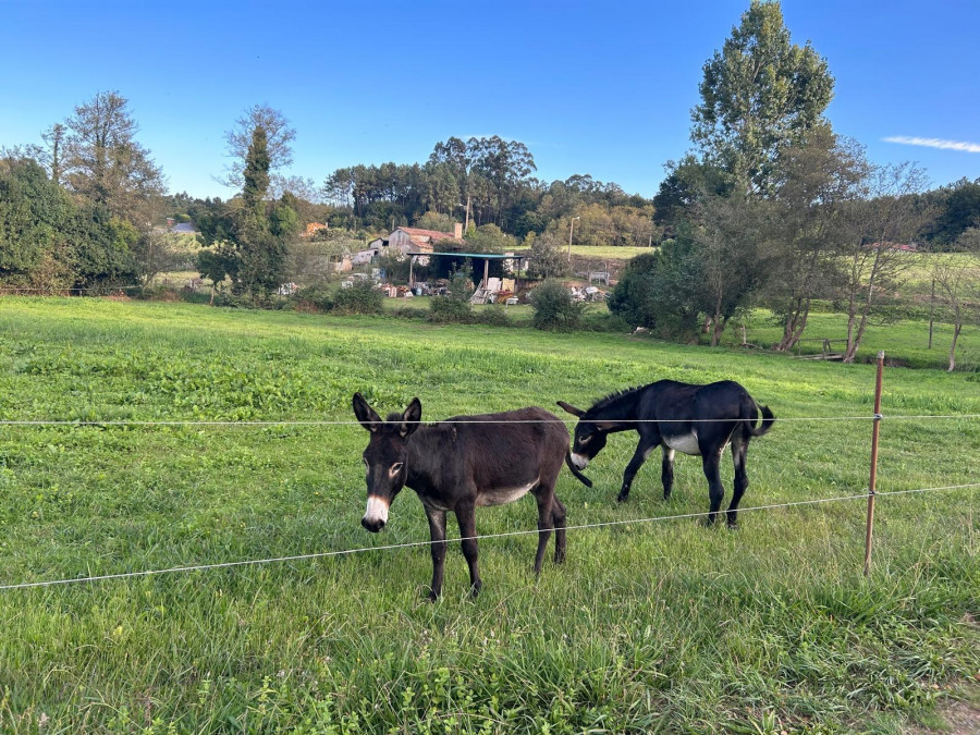 Un Cabárceno a pequeña escala: burros, corzos, cerdos celtas y caballos a un paso de A Coruña