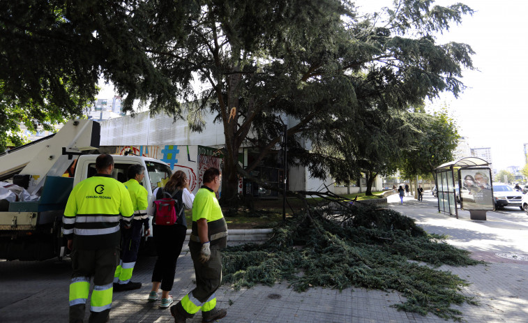 Un herido en Pérez Ardá tras caerle una rama de seis metros de un árbol