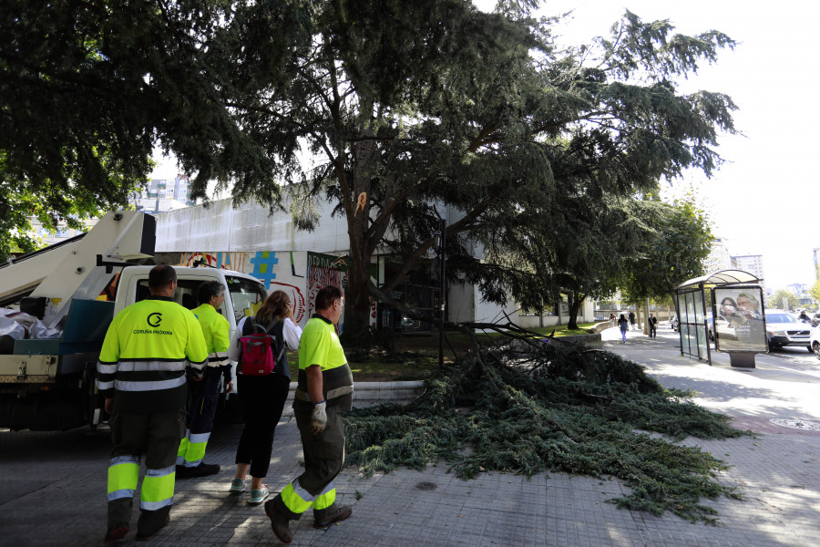 Un herido en Pérez Ardá tras caerle una rama de seis metros de un árbol