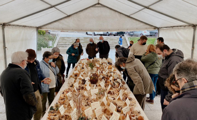 Setas, queso o ferias en Curtis: cinco citas para no perderse durante el otoño