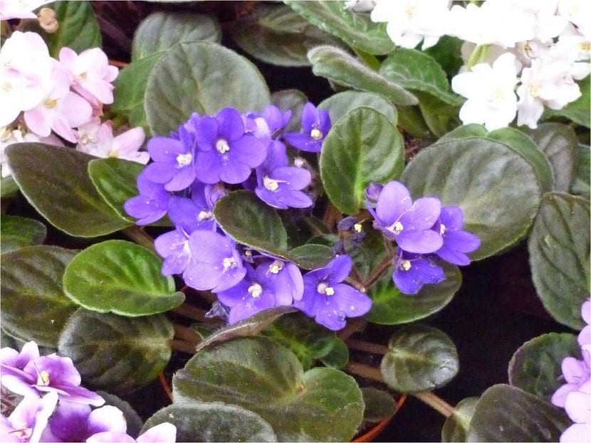 Violetas africanas  