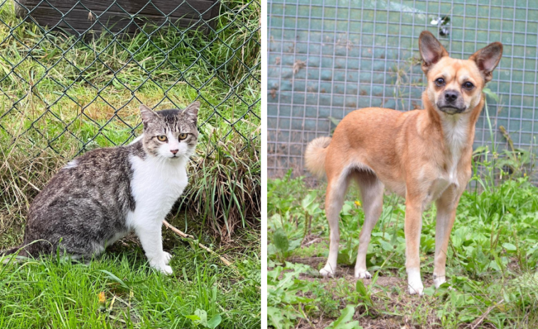 Leo y Luna buscan hogar