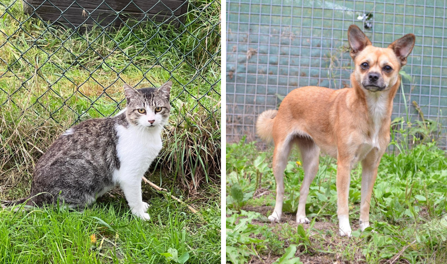 Leo y Luna buscan hogar