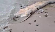 Aparece una ballena muerta en la playa de Pampaído, en Sanxenxo