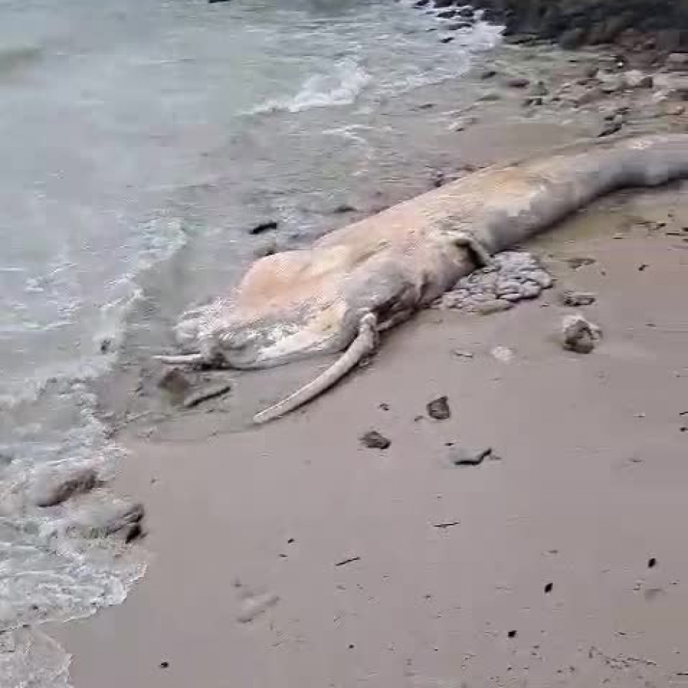 Aparece una ballena muerta en la playa de Pampaído, en Sanxenxo