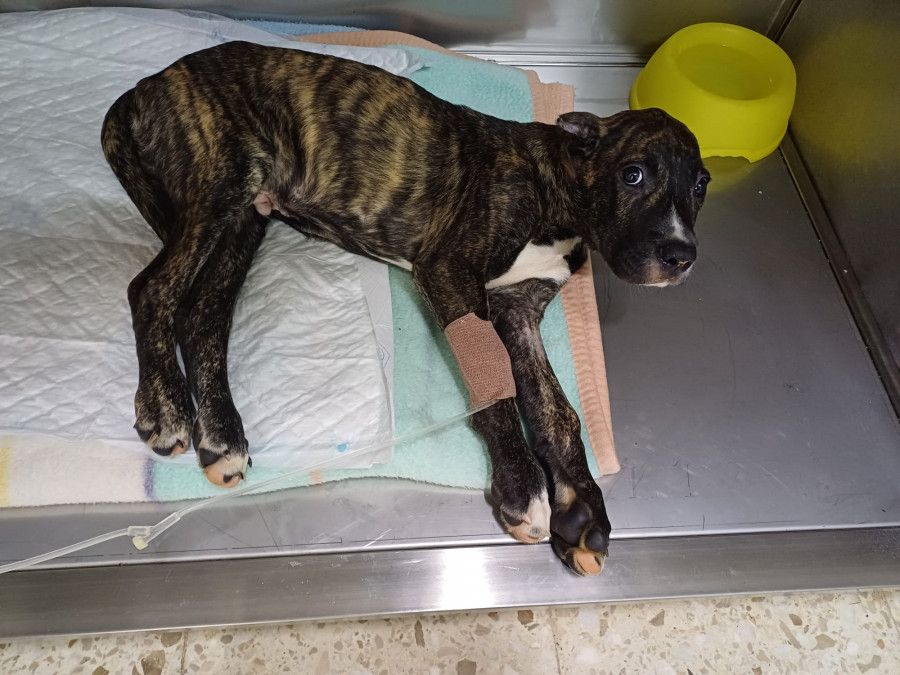 La Policía Local de Vigo pide ayuda para localizar a la persona que abandonó a dos cachorros tras golpearlos