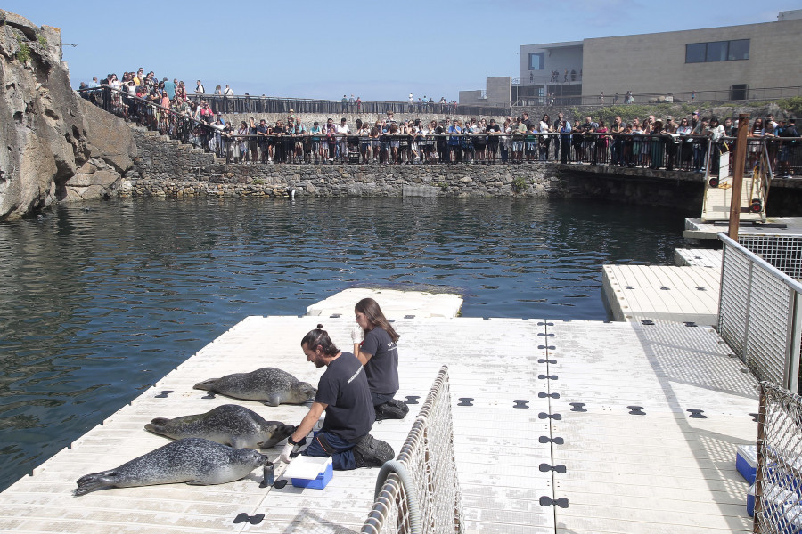 Vuelve 'Aventura coas focas' al Aquarium Finisterrae