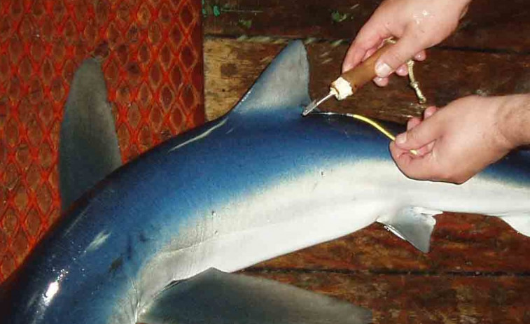 Premiado un pescador gallego tras recapturar un tiburón marcado hace seis años