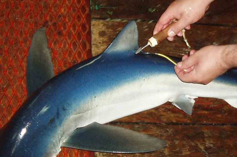 Premiado un pescador gallego tras recapturar un tiburón marcado hace seis años