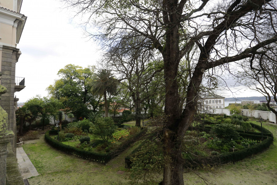 ¿Por qué se han muerto los olmos del jardín de San Carlos?