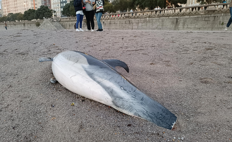 Hallan un delfín muerto en el Orzán