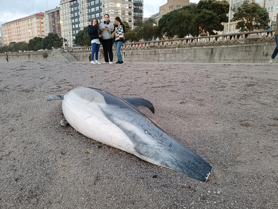 Hallan un delfín muerto en el Orzán