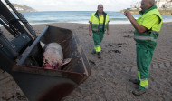 Segundo delfín muerto en la playa del Orzán en solo una semana