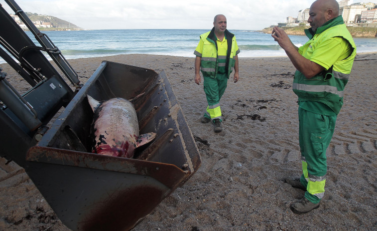 Segundo delfín muerto en la playa del Orzán en solo una semana