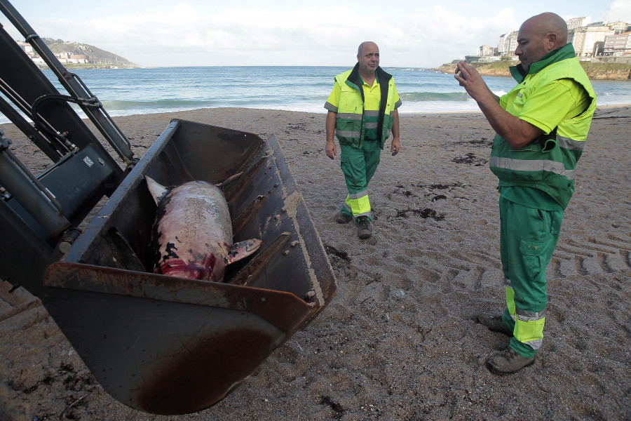 Segundo delfín muerto en la playa del Orzán en solo una semana