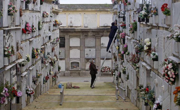 Las flores que adornarán los cementerios de A Coruña y su área en Difuntos y Todos los Santos