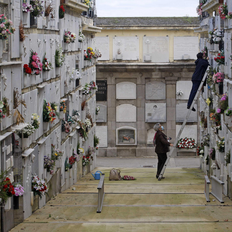 Las flores que adornarán los cementerios de A Coruña y su área en Difuntos y Todos los Santos