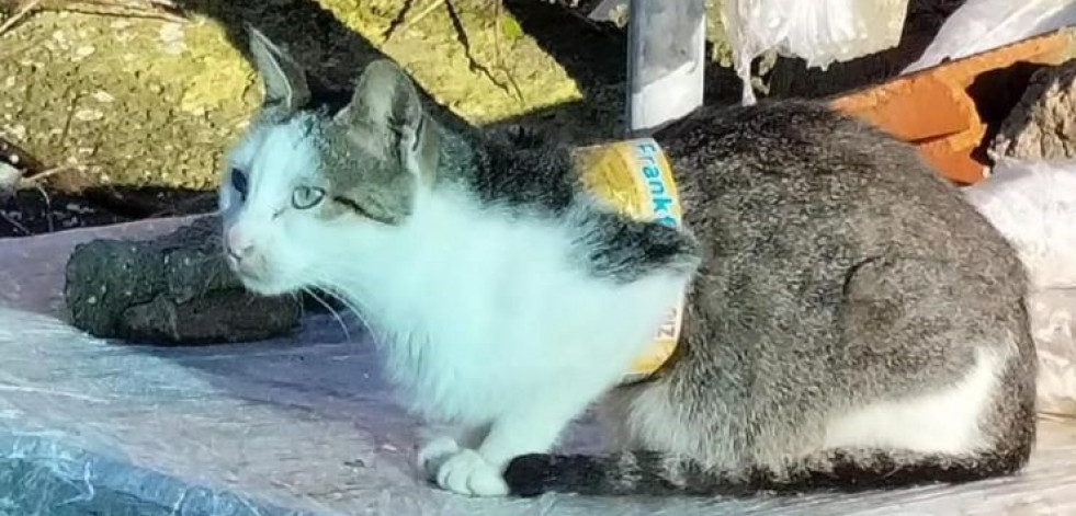 Carral pide colaboración ciudadana para encontrar una gata desaparecida