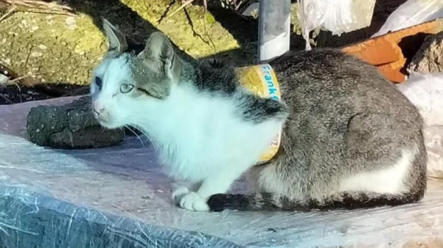 Carral pide colaboración ciudadana para encontrar una gata desaparecida