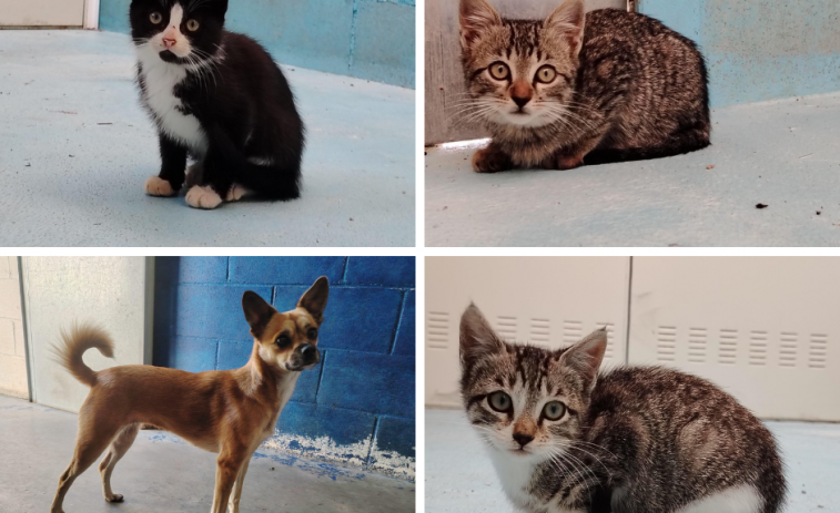 Luna, Adel, Adonis y Aroa buscan hogar