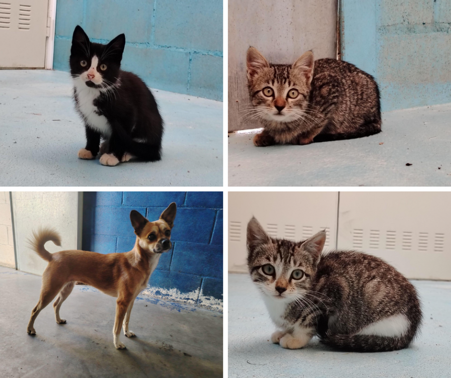 Luna, Adel, Adonis y Aroa buscan hogar