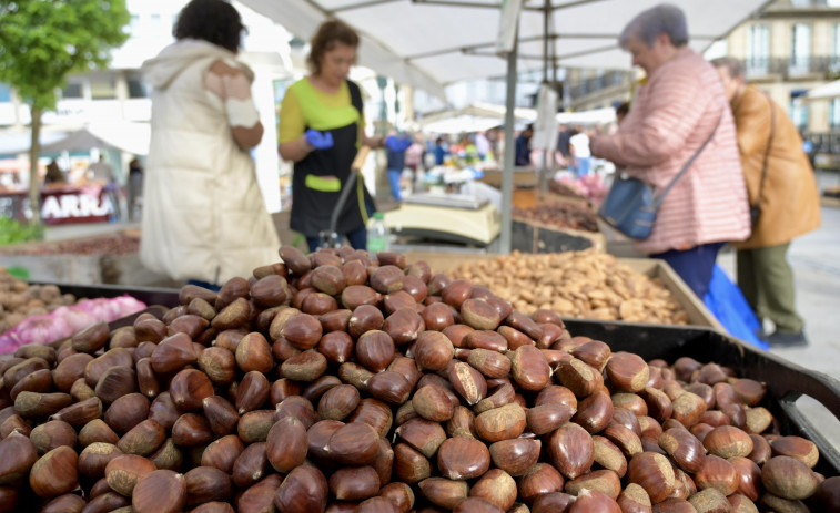 La Feira de Santos corona la castaña para abrir el ‘bendito’ mes de noviembre en Betanzos