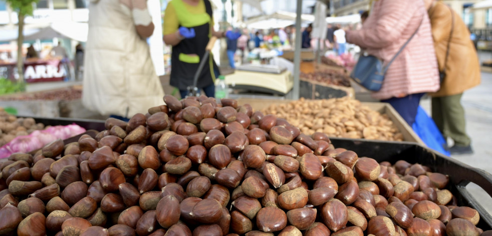 La Feira de Santos corona la castaña para abrir el ‘bendito’ mes de noviembre en Betanzos