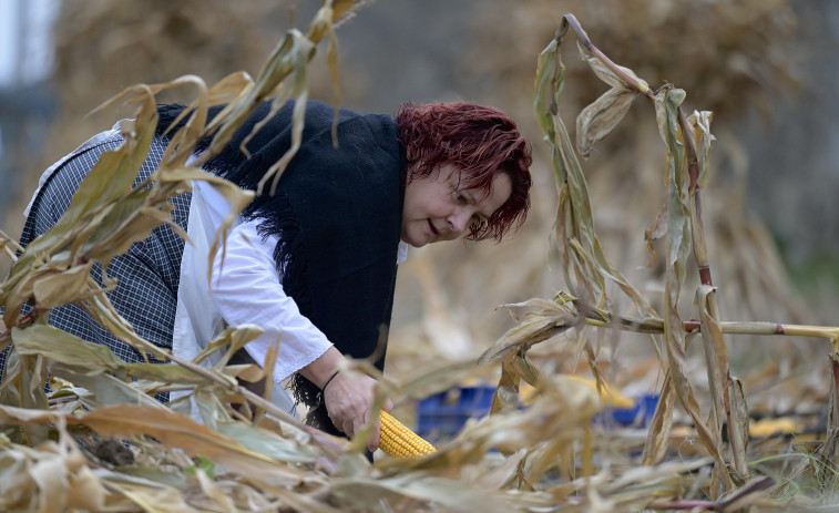 Lañas transmite a las nuevas generaciones el valor de las tareas del campo con la IV Esfolla Popular