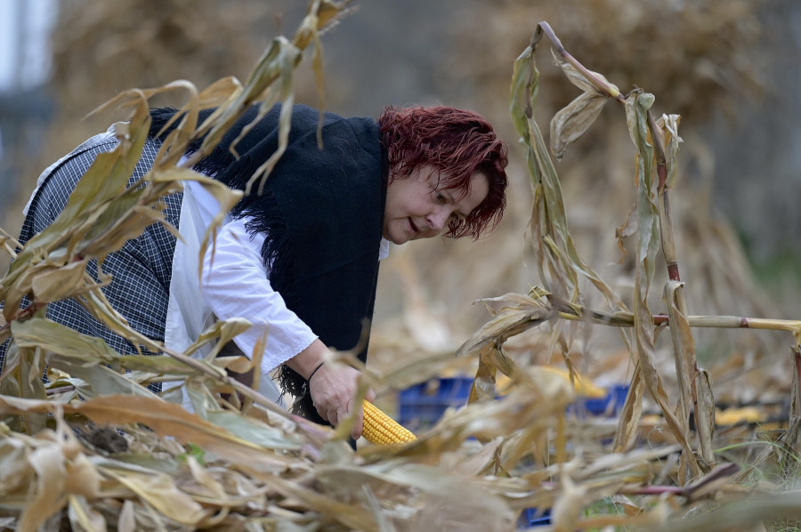 Lañas transmite a las nuevas generaciones el valor de las tareas del campo con la IV Esfolla Popular