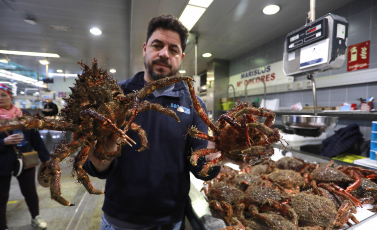 Las primeras centollas de la temporada llenan los mercados de A Coruña: “Tienen pintaza”